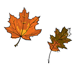 Vector illustration of two colorful fallen leaves with a black ink outline. Isolated on white.