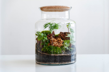 Small decoration plants in a glass bottle/garden terrarium bottle/ forest in a jar. Terrarium jar...