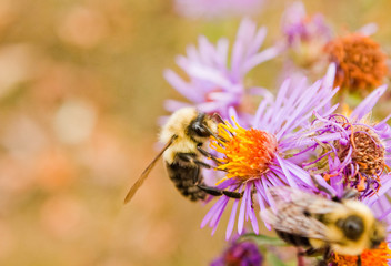 Bumble Bee