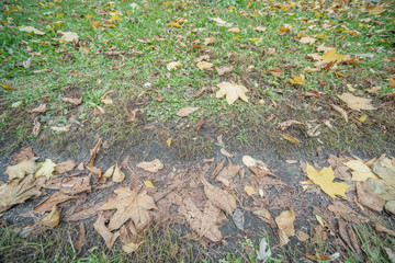 Soil with autumn leaves on top