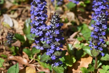 Obraz premium Ajuga reptans / Lamiaceae evergreen perennial.