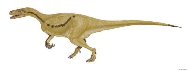ヘレラサウルス　この恐竜の化石は南米(アルゼンチン）の三畳紀後期の地層から発見された。同時期に生息していたスタウリコサウルスやエオラプトルと同様最古の恐竜の一つで5本指の前足と4本指の後ろ足など原始的な面影が濃い。現代の分類では竜盤類の原始的な獣脚類とされる。歯の形状から肉食性のであると推定される。体長3メートル程度。