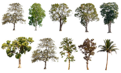 Set of trees on white background.Clipping Path