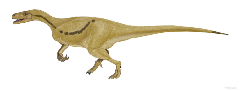 ヘレラサウルス　この恐竜の化石は南米(アルゼンチン）の三畳紀後期の地層から発見された。同時期に生息していたスタウリコサウルスやエオラプトルと同様最古の恐竜の一つで5本指の前足と4本指の後ろ足など原始的な面影が濃い。現代の分類では竜盤類の原始的な獣脚類とされる。歯の形状から肉食性のであると推定される。体長3メートル程度。