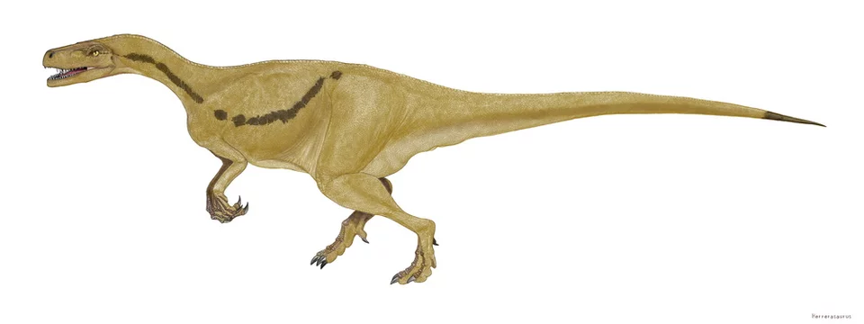 ヘレラサウルス この恐竜の化石は南米 アルゼンチン の三畳紀後期の地層から発見された 同時期に生息していたスタウリコサウルスやエオラプトルと同様最古の恐竜の一つで5本指の前足と4本指の後ろ足など原始的な面影が濃い 現代の分類では竜盤類の原始的な獣脚類とされ