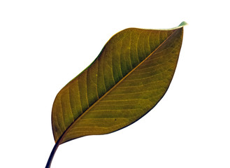 magnolia tree leaf cutout isolated on a white background
