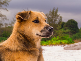 Beautiful Dog Portrait