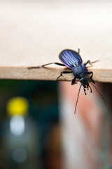 big black beetle with a long mustache