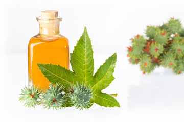 Ricinus communis oil in glass jar - White background