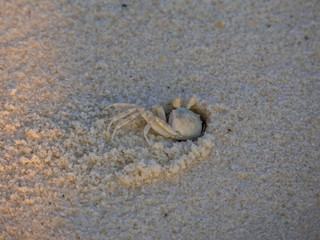Crab Going Home