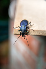 big black beetle with a long mustache