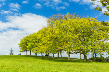 ニュージーランド　オークランドのストッケード・ヒルの風景
