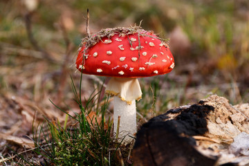 Fliegenpilz im Herbst