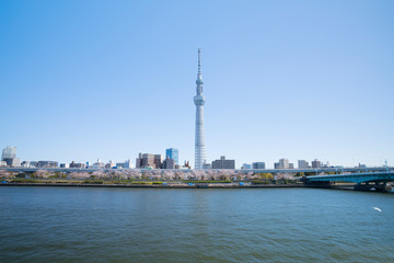 Naklejka premium 東京 満開の桜 東京スカイツリーと隅田川 2020年春