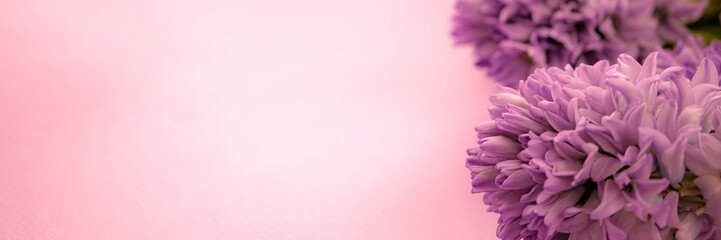 beautiful spring flowers