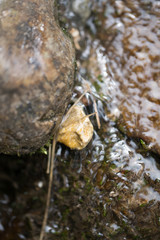 cirque de saint meme