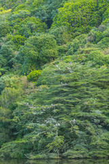 ニュージーランド　ウェリントンのエコサンクチュアリーのジーランディア