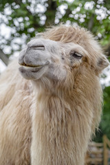 Fototapeta premium image of the face of a white camel