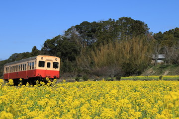 小湊鉄道　菜の花畑