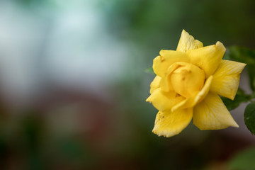 Roses in the garden