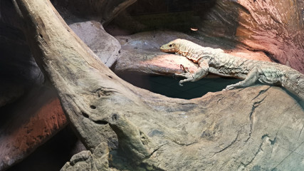 Varan lizard resting in a zoo. Stone and wood in exotarium.