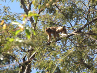 Bugio (Alouatta caraya), femea 