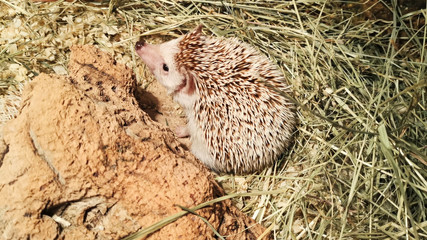 Top view hedgehog is sniffing intensively. Close up.