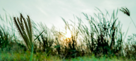 green grass and sky