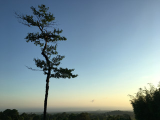 Fototapeta na wymiar Paisaje , atardecer , árbol, puesta del sol / landscape , sunset . 