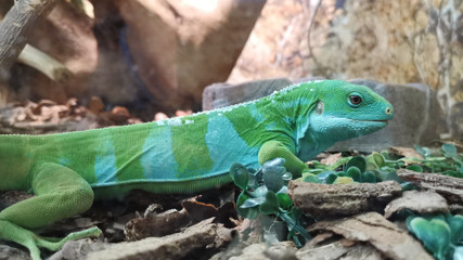 Amazing striped bicolor lizard, side view. Green and blue skin with scales.