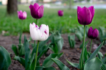 Photos of spring flowers. Pink tulips in the garden in spring. Spring Flowers Banner