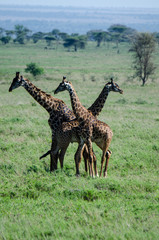 Three Giraffes standing together in the Serengeti