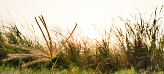 grass on the beach