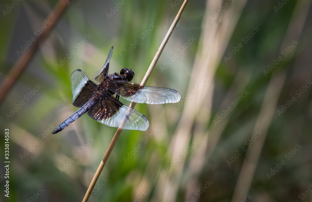 Wall mural a widow skimmer dragonfly rests on a reed next to scotts run lake