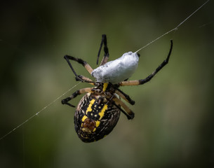 A black and yellow garden spider wraps up a captured quarry to enjoy later
