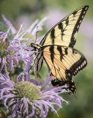 An eastern tiger swallowtail butterfly draws nectar from a purple bergamot flower