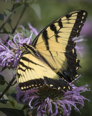 An eastern tiger swallowtail butterfly feeds on a purple bee balm flower in a summer meadow