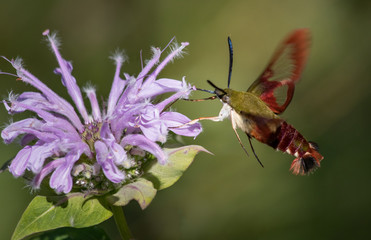 A clearwing hummingbird moth feeds on a bergamot flower © cwieders