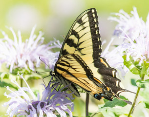 Fototapeta premium An eastern tiger swallowtail butterfly feeds on nectar from a purple bergamot flower in a summer meadow