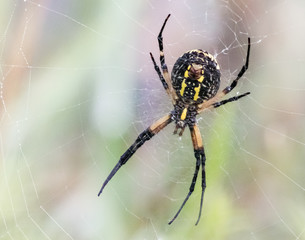 A black and yellow garden spider at work on its web
