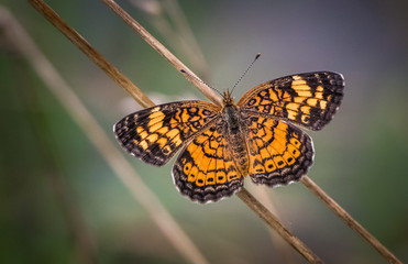 A pearl crescent butterfly rests on a reed against a blurred meadow backdrop