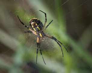 A black and yellow garden spider at work on its intricate web