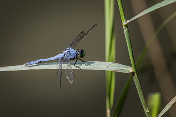 A blue dasher dragonfly in repose on a leaf near the shore at Scotts Run Lake
