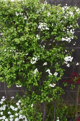 Fototapeta na wymiar Bridalwreath (Spiraea prunifolia) / Rosaceae deciduous shrub.