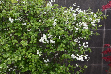 Fototapeta na wymiar Bridalwreath (Spiraea prunifolia) / Rosaceae deciduous shrub.