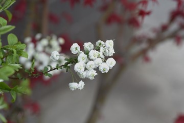 Bridalwreath (Spiraea prunifolia) / Rosaceae deciduous shrub.