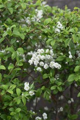 Obraz na płótnie Canvas Bridalwreath (Spiraea prunifolia) / Rosaceae deciduous shrub.