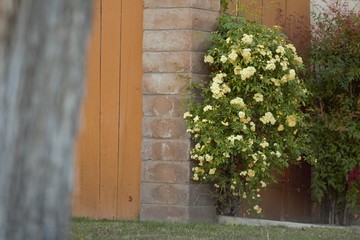 Wooden Fence with Flowers