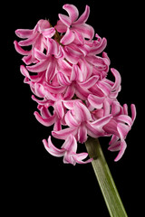 Pink flower of hyacinth, isolated on black background