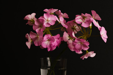 Cut pink geraniums in a glass of water with a black background